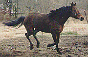 Canter Picture #5 bcan5.gif