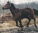 Canter Picture #6 bcan6.gif