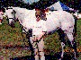 Grey TB Stallion Duke