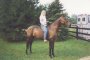Warmblood pose j1.jpg
