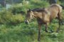trot down j4.jpg