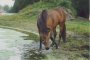 water tred j5.jpg