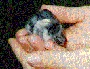 Baby plump.jpg