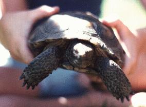 Tortoise