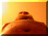 bauch.JPG (60085 Byte)