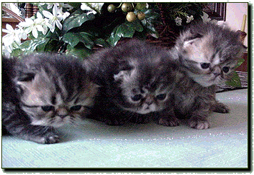 Photo of Kittens