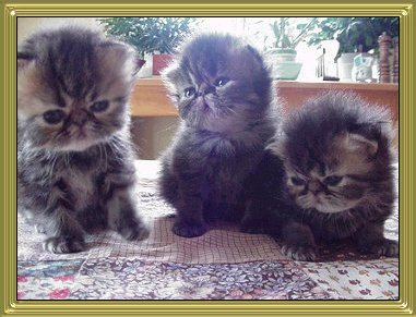 3 Kittens