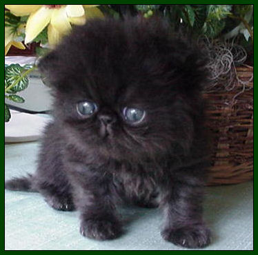 Black Female