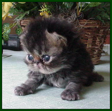 Cassie's Brown McTabby Male