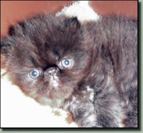 black kitten