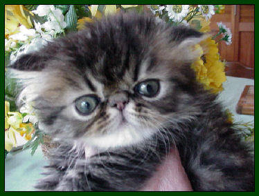 Skibereen's Brown MacTabby Male