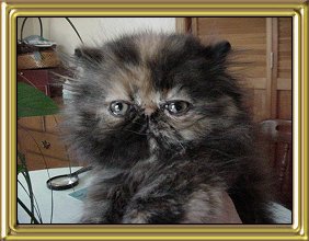 Bally's Tortie