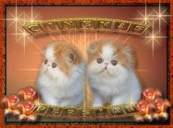 Link to Cinemas Cattery