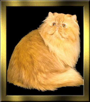Gilhooley