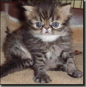brown tabby male kitten