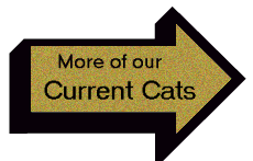 Link to More of our Current Cats