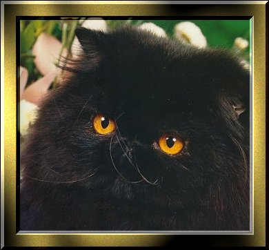 Blackie O'Kelly