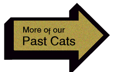 Link to More of our Past Cats