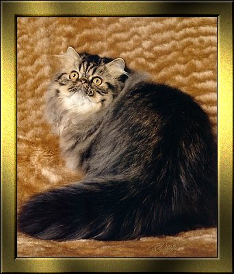 PJ O'Rourke
