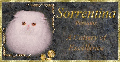 Link to Sorrentina Cattery