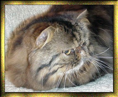 Photo of Teddy