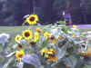Pict0012.JPG (168366 bytes)
