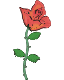 Red Rose