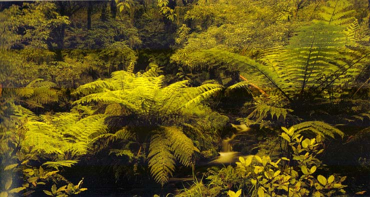 Kaipo