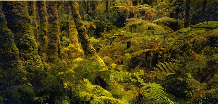 fiordland2
