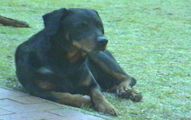 Thor