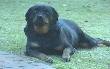 dogf.jpg