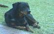 dogt