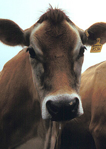 Billy Bovine