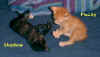 kittens.jpg (24954 bytes)