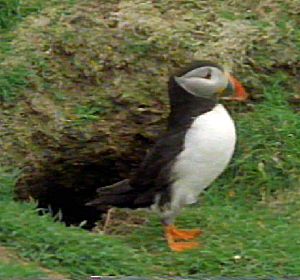 Percy the Puffin