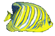 fish1a.gif (4564 octets)
