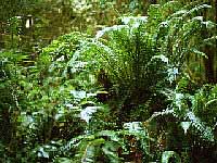 fern