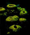 spongy.jpg (38893 octets)