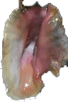 lanbi.gif (11377 octets)