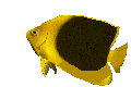 rockfia1.gif (6381 octets)
