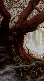 The Forest