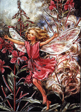 Willow_herb2.gif