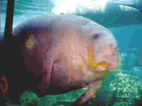 Manatee eating