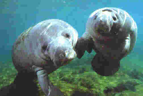 Two Manatees swimming