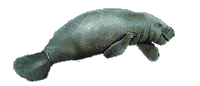 Little Manatee