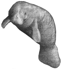 manatee2