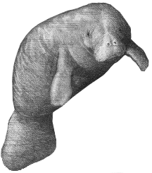 manatee
