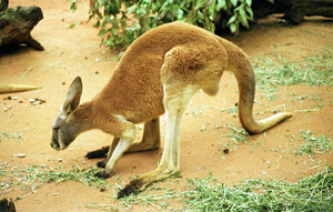 K&auml;nguruh