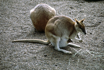 K&auml;nguruh