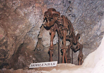 The Cave bear